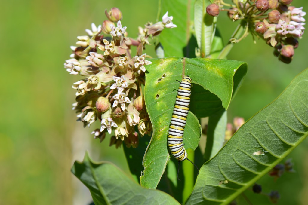 The Amazing Milkweed