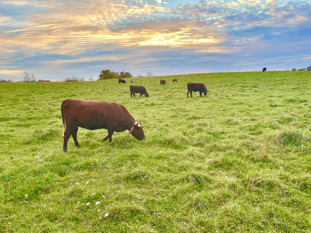 The Pollinators of Stony Kill&nbsp;Farm