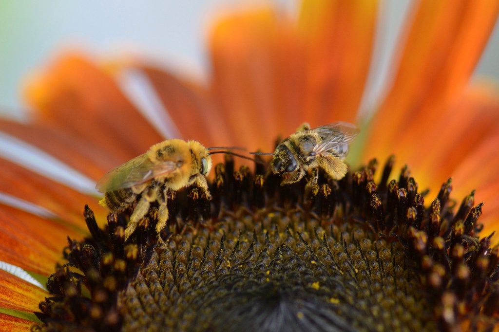 Beyond the Hive: Why Native Bees Deserve the&nbsp;Spotlight
