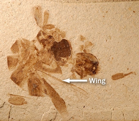 “Fossil of extinct honey bee Apis nearctica, a native North American species from 14 million years ago.”
