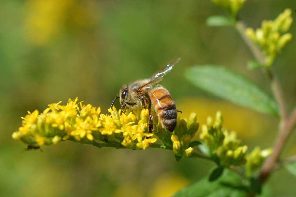 European honey bee visiting a goldenrod flower.”