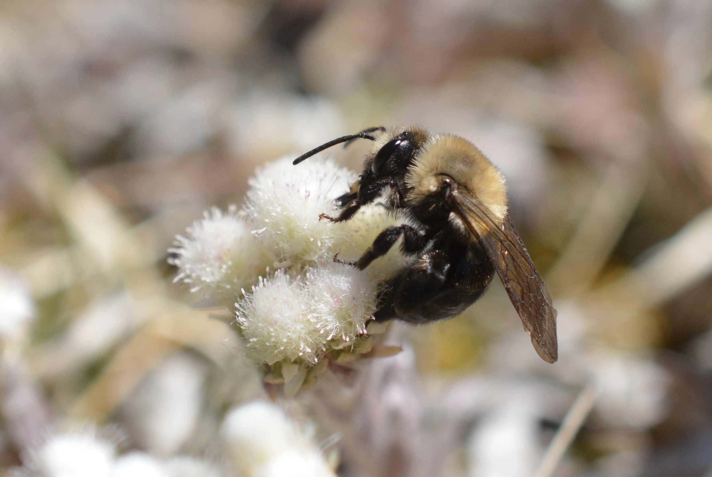 DSC_0191 – Native Beeology