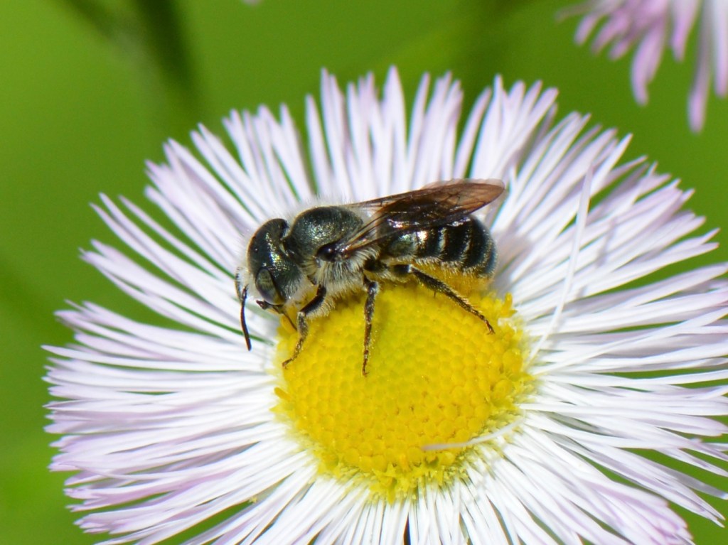 Osmia: Powerhouse Pollinators