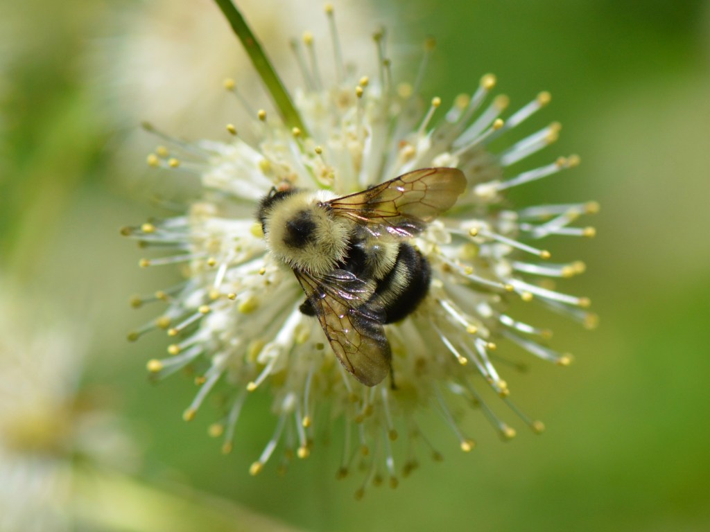 Buttonbush a Midsummer&nbsp;Favorite