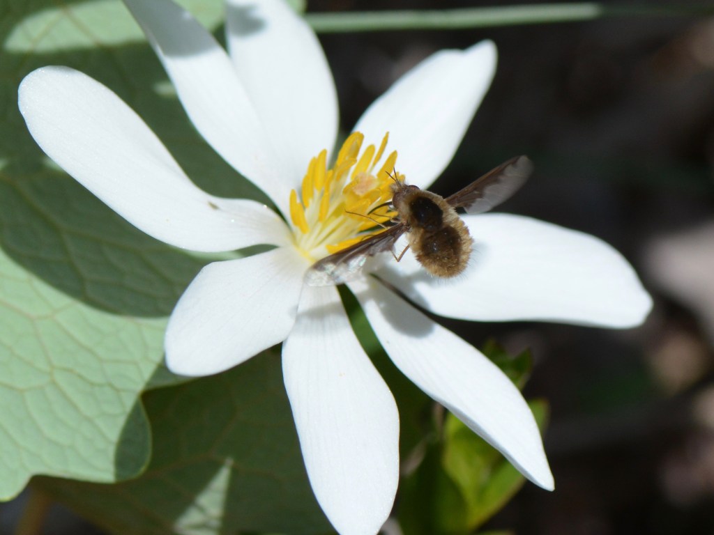 A Batesian Mimic, The Bee&nbsp;Fly