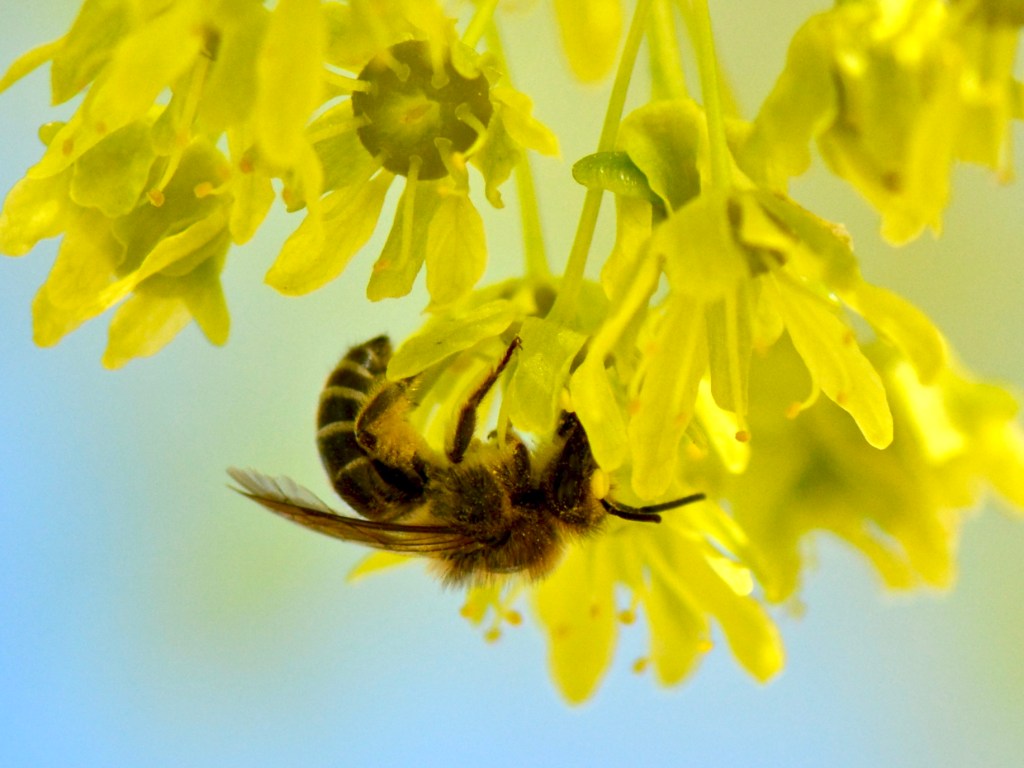 Before you plant&nbsp;BEWARE!