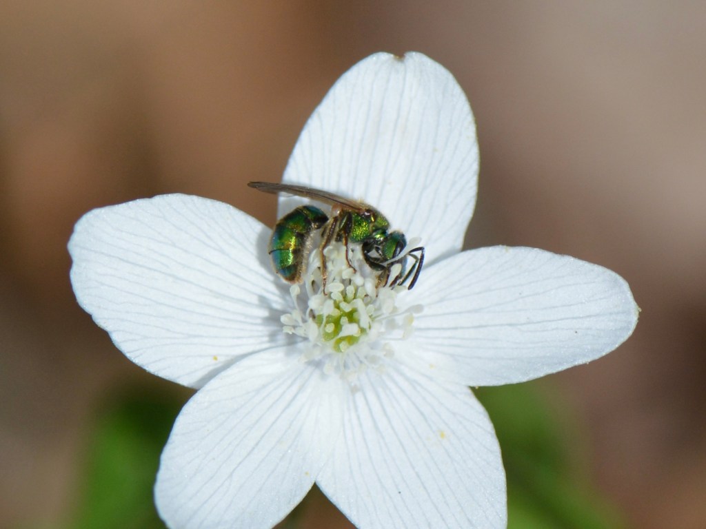 Anemone Season: Spring’s Gentle Breath in the&nbsp;Forest