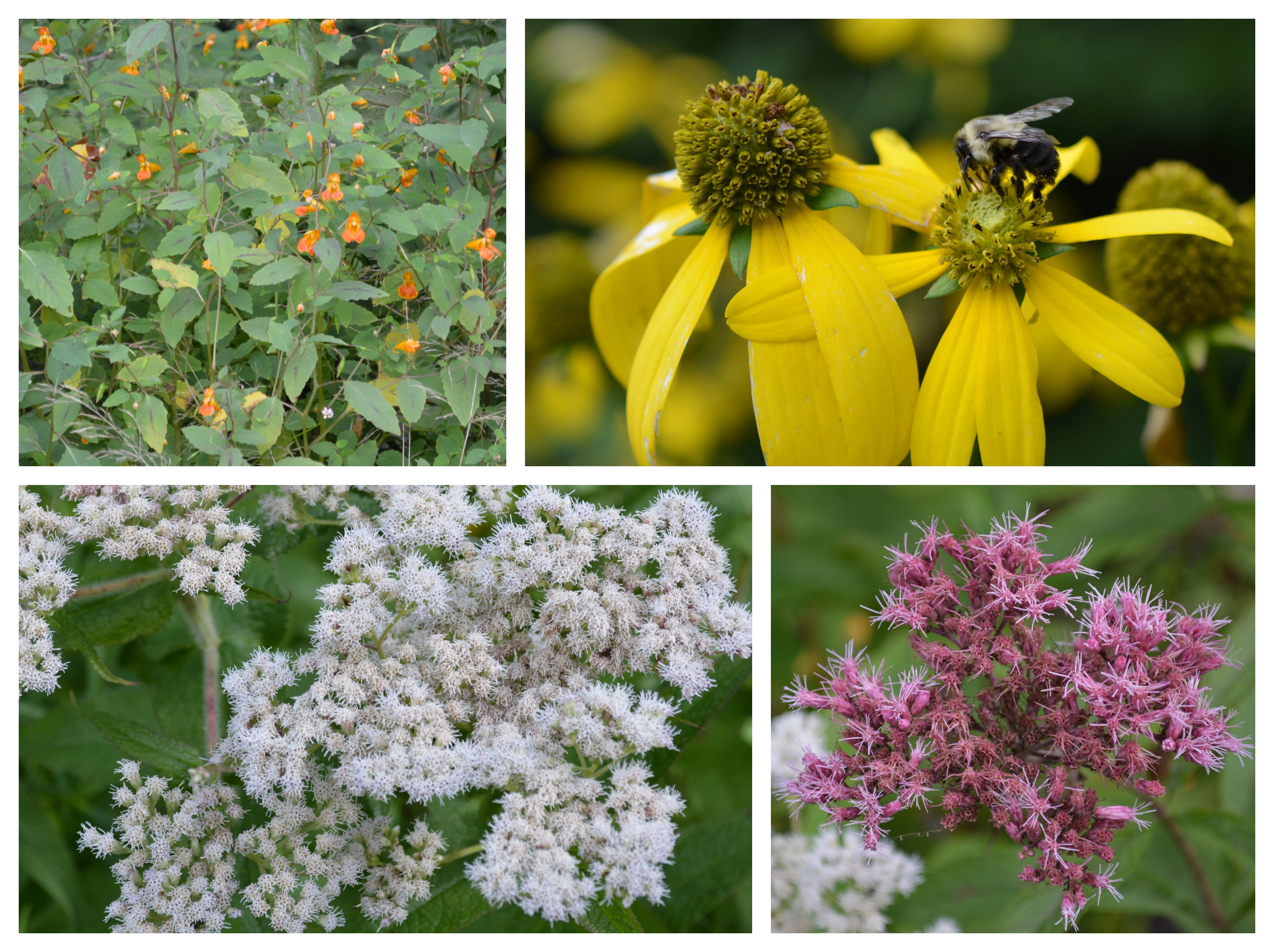 Beaver Meadow flowers