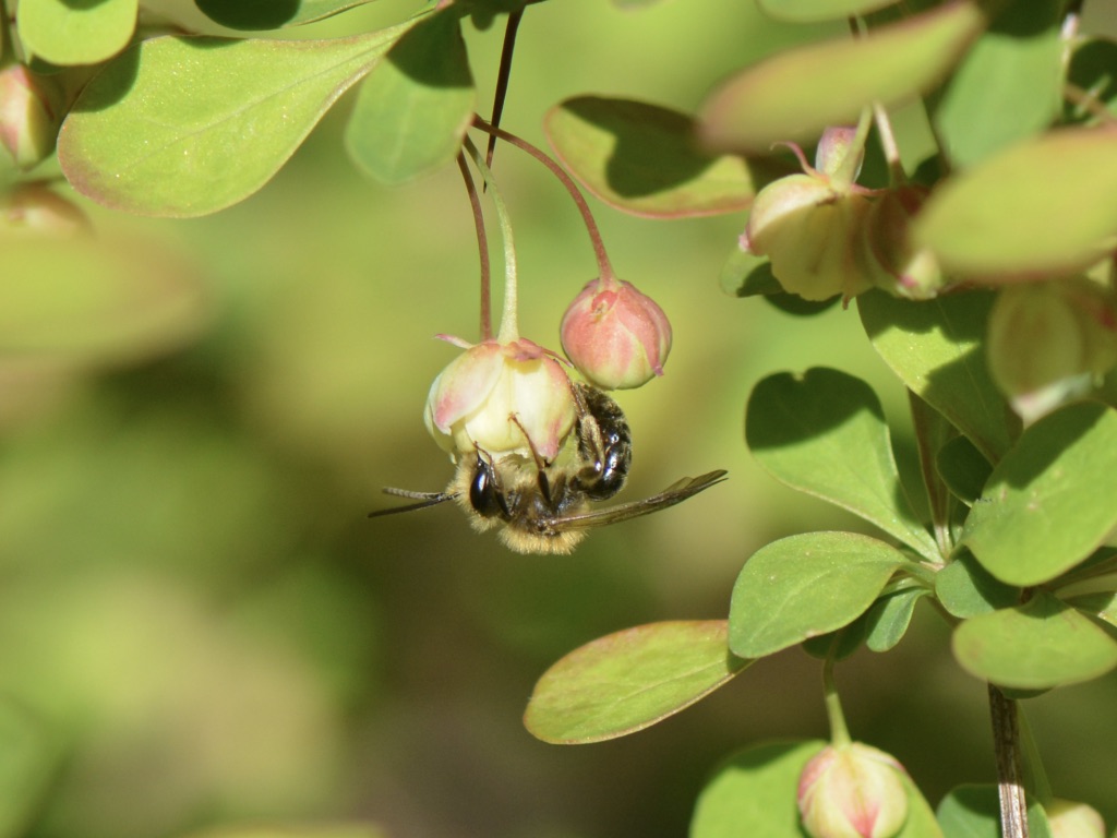 Restoring Native Habitats: A Journey to Combat Invasive&nbsp;Species